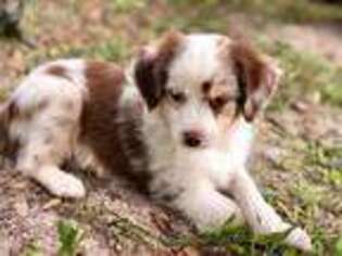 Miniature Australian Shepherd Puppy for sale in Gainesville, FL, USA