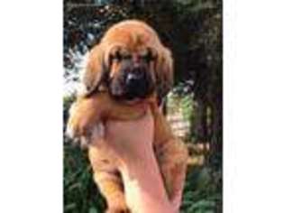 Bloodhound Puppy for sale in Manteca, CA, USA
