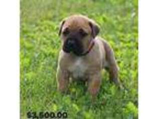 Cane Corso Puppy for sale in Leesport, PA, USA