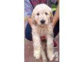Goldendoodle Puppy for sale in HILLSBOROUGH, NC, USA