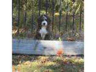 Mutt Puppy for sale in Sneads Ferry, NC, USA