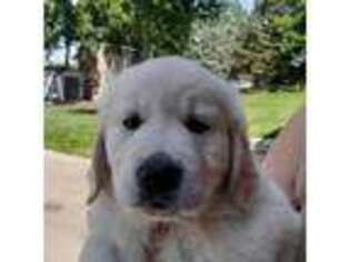 Mutt Puppy for sale in Columbus, NE, USA