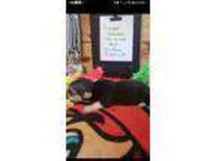 Pembroke Welsh Corgi Puppy for sale in Mount Olive, NC, USA