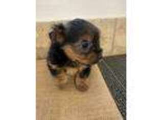 Yorkshire Terrier Puppy for sale in Buda, TX, USA