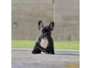 French Bulldog Puppy for sale in Huntington Beach, CA, USA
