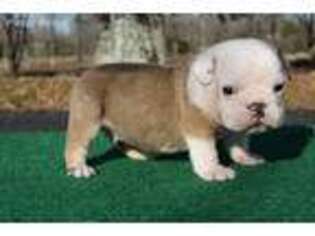 Bulldog Puppy for sale in Rainsville, AL, USA