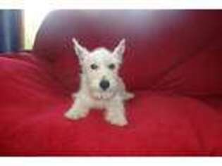 West Highland White Terrier Puppy for sale in Woodbury, NJ, USA