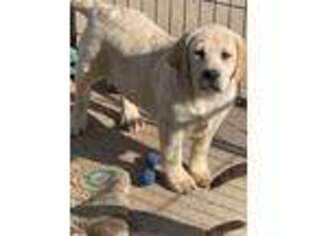 Labrador Retriever Puppy for sale in Gaffney, SC, USA