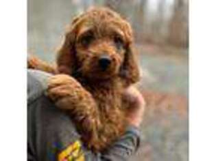 Goldendoodle Puppy for sale in Reidsville, NC, USA
