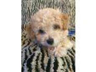 Mutt Puppy for sale in Norco, CA, USA