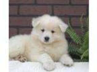 Samoyed Puppy for sale in Ladson, SC, USA
