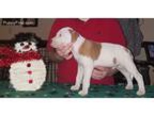 American Staffordshire Terrier Puppy for sale in Greenville, NC, USA