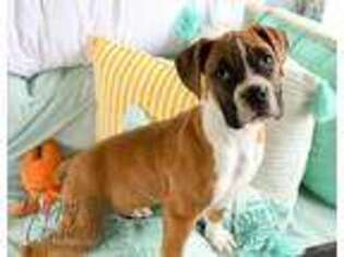 Boxer Puppy for sale in Argos, IN, USA