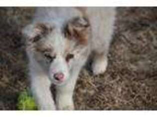 Border Collie Puppy for sale in Portland, OR, USA