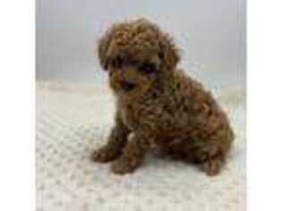 Mutt Puppy for sale in Pontiac, MI, USA