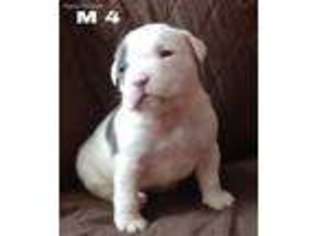 Mutt Puppy for sale in Alexander, AR, USA