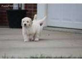 Mutt Puppy for sale in Washington, IN, USA