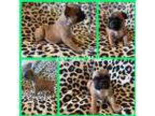 French Bulldog Puppy for sale in Broken Bow, OK, USA