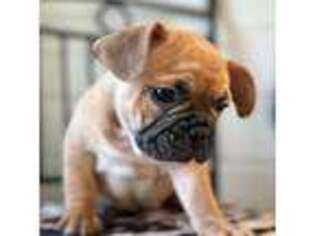 French Bulldog Puppy for sale in Hutchinson, MN, USA
