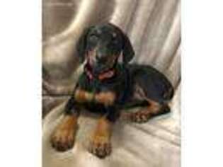 Doberman Pinscher Puppy for sale in Neosho, MO, USA