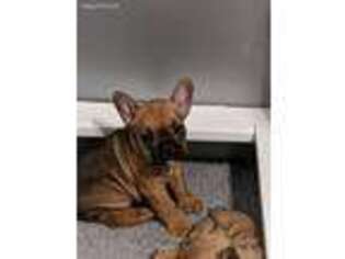 French Bulldog Puppy for sale in New Albany, IN, USA