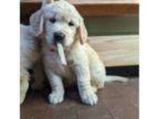Golden Retriever Puppy for sale in Somerville, MA, USA