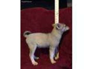 Alaskan Klee Kai Puppy for sale in Jacksonville, FL, USA