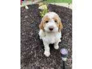 Labradoodle Puppy for sale in Hopkins, MO, USA