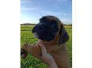 Boxer Puppy for sale in Greenwood, LA, USA