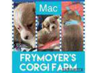 Pembroke Welsh Corgi Puppy for sale in Bloomfield, IA, USA