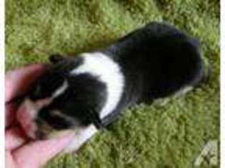 Pembroke Welsh Corgi Puppy for sale in FERNLEY, NV, USA