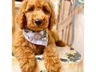 Goldendoodle Puppy for sale in Milford, CT, USA