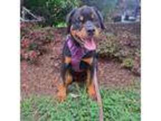 Rottweiler Puppy for sale in Arlington, VA, USA