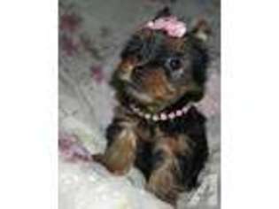 Yorkshire Terrier Puppy for sale in KERMIT, WV, USA