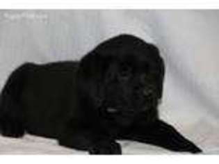 Labrador Retriever Puppy for sale in Auburn, KY, USA