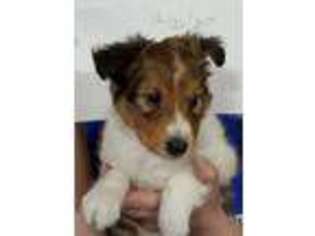 Shetland Sheepdog Puppy for sale in Commerce, TX, USA