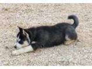 Siberian Husky Puppy for sale in Comfort, TX, USA