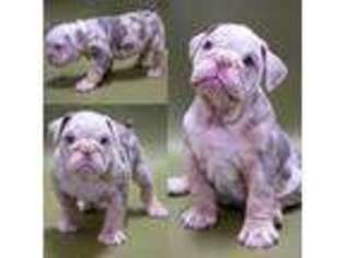 Bulldog Puppy for sale in Harrisburg, SD, USA