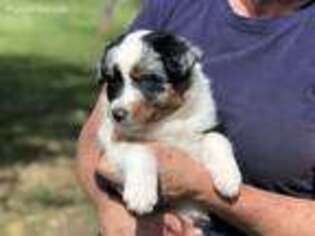 Australian Shepherd Puppy for sale in Bonanza, OR, USA