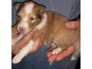 Shetland Sheepdog Puppy for sale in Berkeley Springs, WV, USA