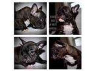 French Bulldog Puppy for sale in Belle Chasse, LA, USA