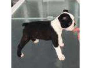 Boston Terrier Puppy for sale in Hazlehurst, GA, USA
