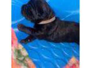 Cane Corso Puppy for sale in Arlington, WA, USA