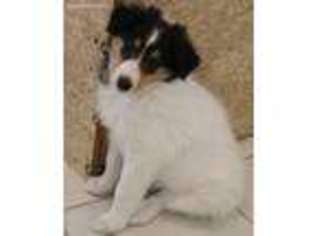 Collie Puppy for sale in Steelville, MO, USA