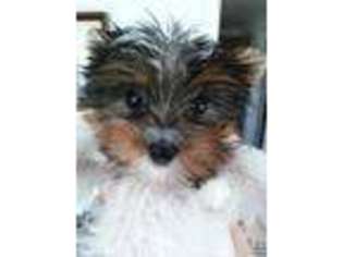 Yorkshire Terrier Puppy for sale in Clemmons, NC, USA