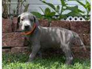 Great Dane Puppy for sale in Richburg, SC, USA