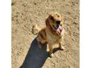 Golden Retriever Puppy for sale in Las Cruces, NM, USA