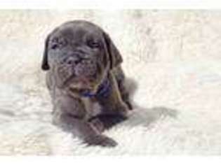 Neapolitan Mastiff Puppy for sale in Everett, WA, USA