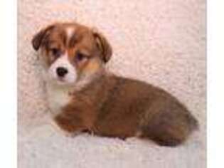 Pembroke Welsh Corgi Puppy for sale in Millersburg, OH, USA