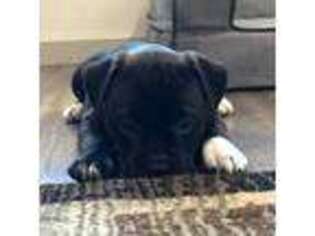 Staffordshire Bull Terrier Puppy for sale in Vancouver, WA, USA